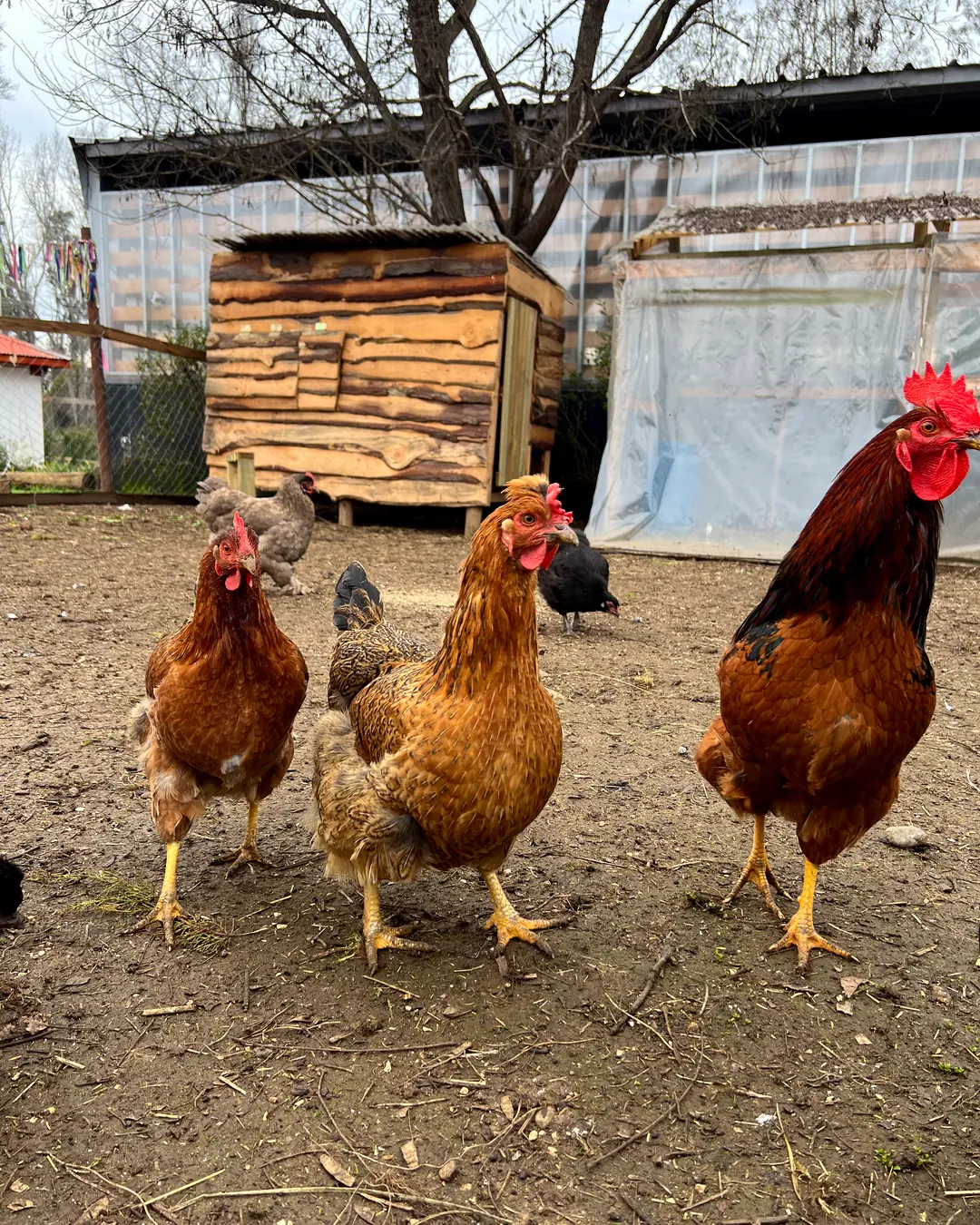Proyectos con el huerto y los animales
